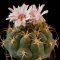 Gymnocalycium pflanzii ssp. Argentinensis