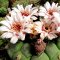Gymnocalycium pflanzii ssp. Argentinensis