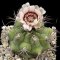 Gymnocalycium pflanzii ssp. Argentinensis