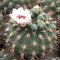 Gymnocalycium pflanzii ssp. Argentinensis