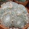 Mammillaria microthele (แมมนกฮูก)
