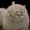 Mammillaria wohlschlageri
