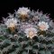 Mammillaria uncinata