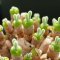 เมล็ดหูกระต่าย Monilaria moniliformis 