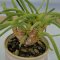 เมล็ดหูกระต่าย Monilaria moniliformis 