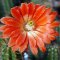 Echinocereus acifer