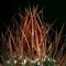 เมล็ด Echinofossulocactus-stenocactus lloydii