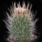 เมล็ด Echinofossulocactus phyllacanthus