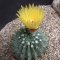 Notocactus buiningii