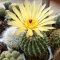 Notocactus buiningii