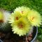Notocactus scopa