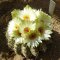 Notocactus uebelmannianus HU78