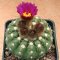 Notocactus uebelmannianus HU78 v. nilsonii