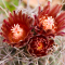 Glandulicactus uncinatus