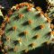 Opuntia engelmannii var. aciculata