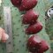 Opuntia linguiformis