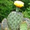 Opuntia violacea var. macrocentra mix (hybrid)