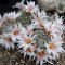 Mammillaria albicans