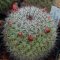 Mammillaria hubertmulleri REP1460