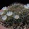 Mammillaria pubispina