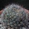 Mammillaria pubispina
