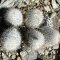 Mammillaria schmollii ROG457