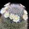 Mammillaria seideliana REP1252