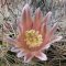 Mammillaria zeyeriana