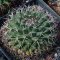 Mammillaria freudenbergerii