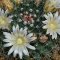 Mammillaria freudenbergerii