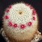 Mammillaria fuauxiana