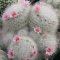 Mammillaria glassii L1339 v. siberiensis