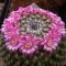 Mammillaria infernilensis