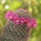 Mammillaria matudae