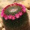 Mammillaria mystax