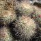 Mammillaria pettersonii