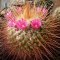 Mammillaria pettersonii