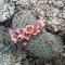 Mammillaria tetrancistra, Sonora