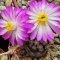 Mammillaria theresae