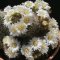 Mammillaria zeilmanniana v. albiflora
