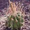 Ferocactus hamatacanthus ssp. sinuatus
