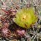 Ferocactus viridescens
