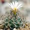 Turbinicarpus schwarzii