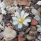Blossfeldia seed mix