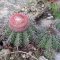 Melocactus grisoleoviridis HU405