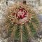 Melocactus rubriseatosus HU137