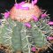 Melocactus seabrasensis HU214