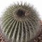 Uebelmannia pectinifera v. multicostata