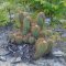 Buiningia purpurea HU359