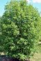 Acer monspessulanum (Montpellier maple)